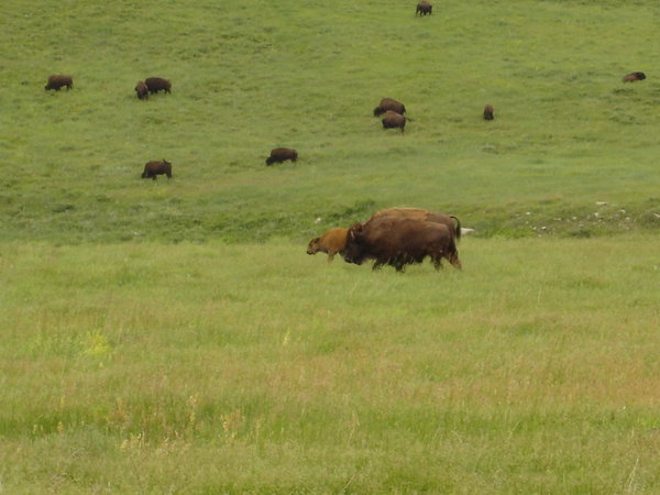 bison & calf