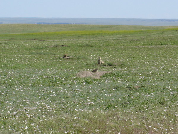 some prairie dogs