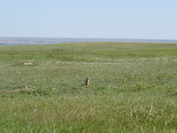 some prairie dogs