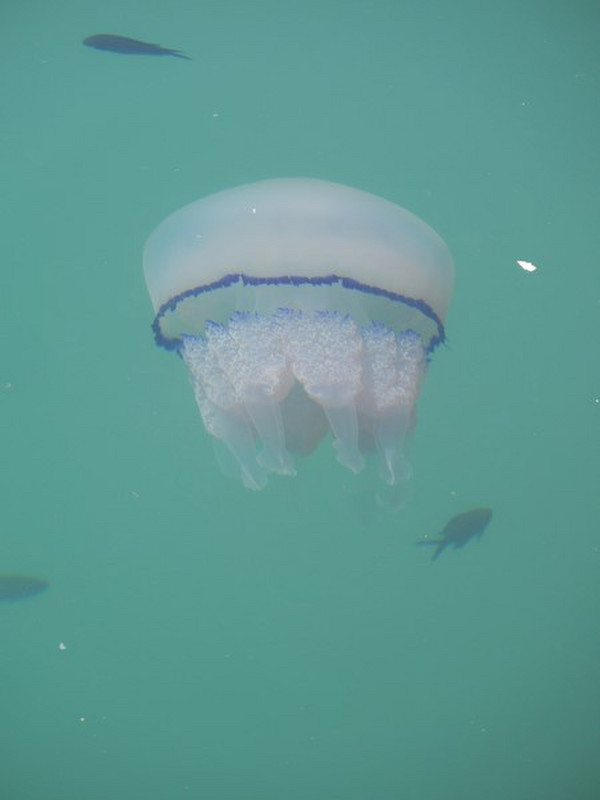 A Jellyfish We Saw From Tsamaya in the marina