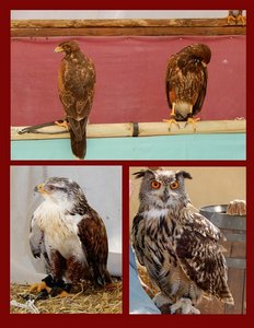 Birds of Prey on Exhibit at the Medieval Festival