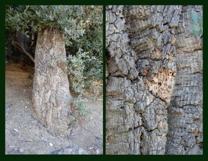 St Maxime cork tree-p001 (Copy)