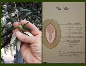 The Visit to the Olive Musuem in Oneglia