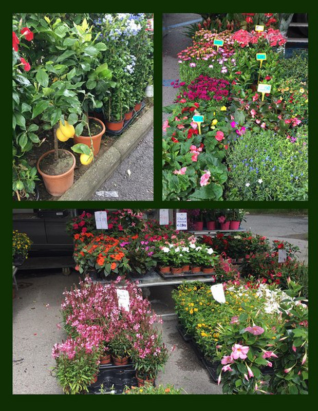 A Sampling of the Plants for Sale at the Market
