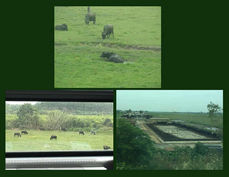 Water Buffalo Farms Seen From the Train