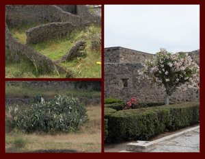 Lovely To See Living Plants in Ancient Pompeii