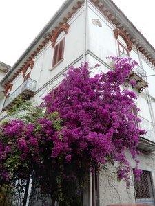 Everyone Seems to Have This Color of Bougainvillea