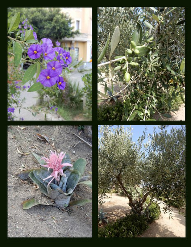 A Few of the Plants Seen in Tropea