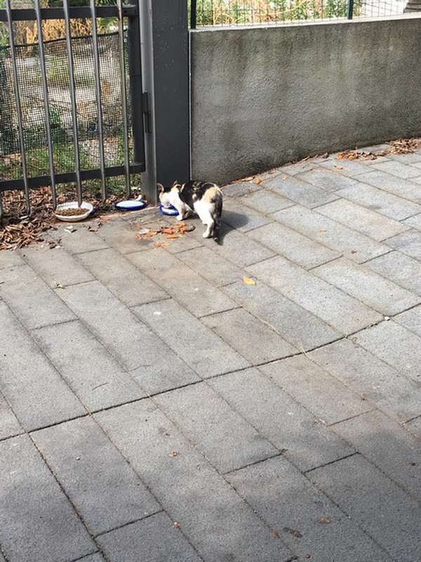 Everywhere You Go They Are Feeding The Cats