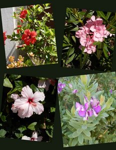 Just a Few of The Beautiful Flowers Here in Lipari