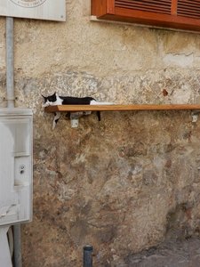 The Life of a Cat in the Heat of Cefalu