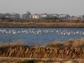 A Distant View of Flamingos At the Salt Pans