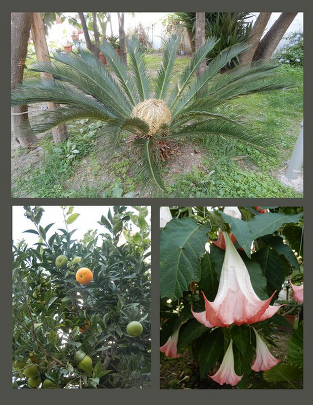 A Few of the Plants Seen While Walking Around Formia