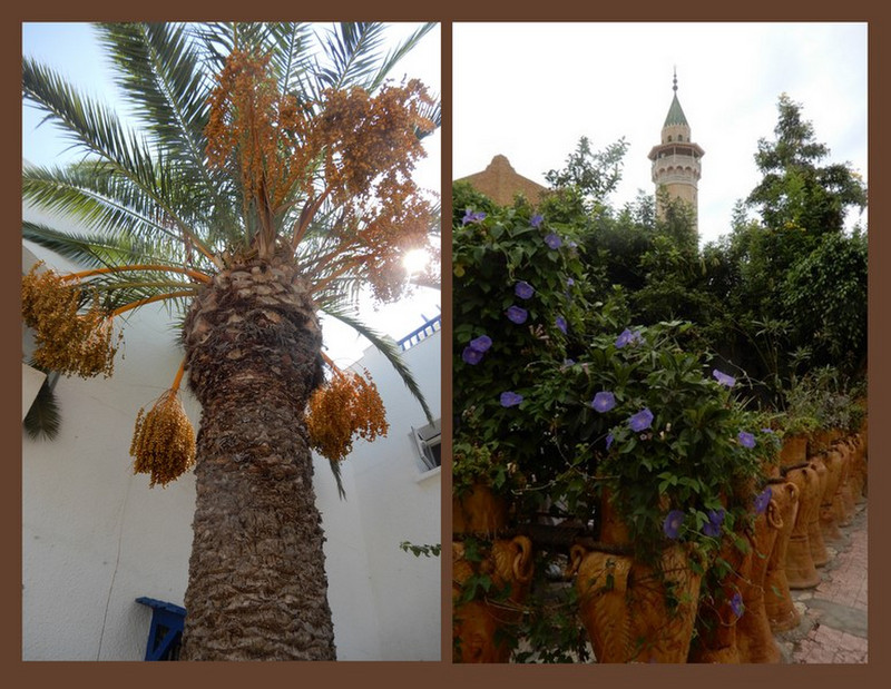 A Few of the Flora Here in Monastir