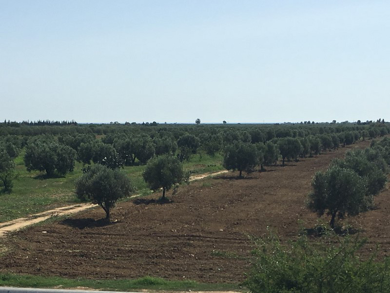 The Northern Part of Tunisia Has Fruit Trees