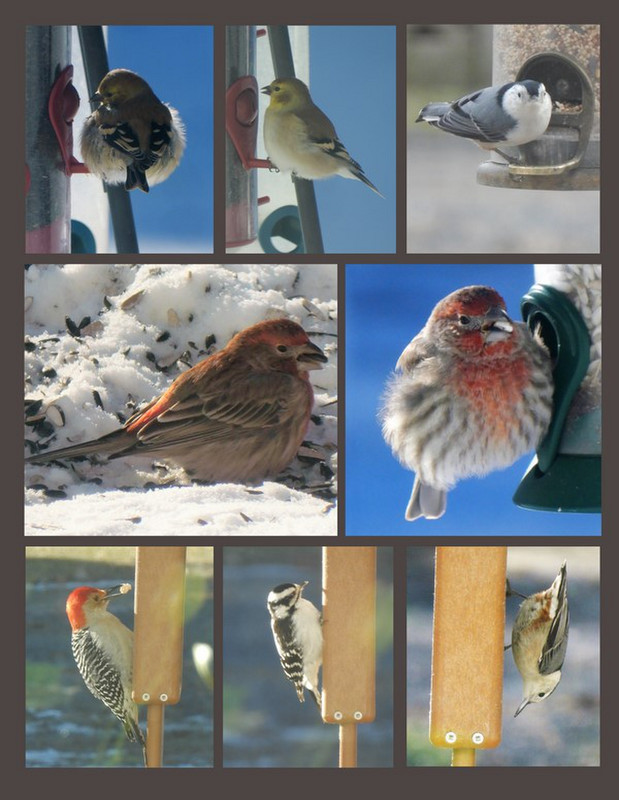 Enjoying Birds at Our Feeders As Usual