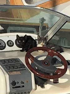 A Couple of Kittens Made this Boat their Home