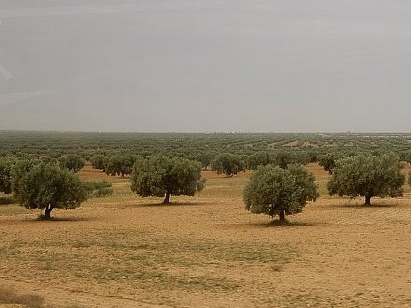 Drove By Many Olive Orchards (there are 65,000 here)