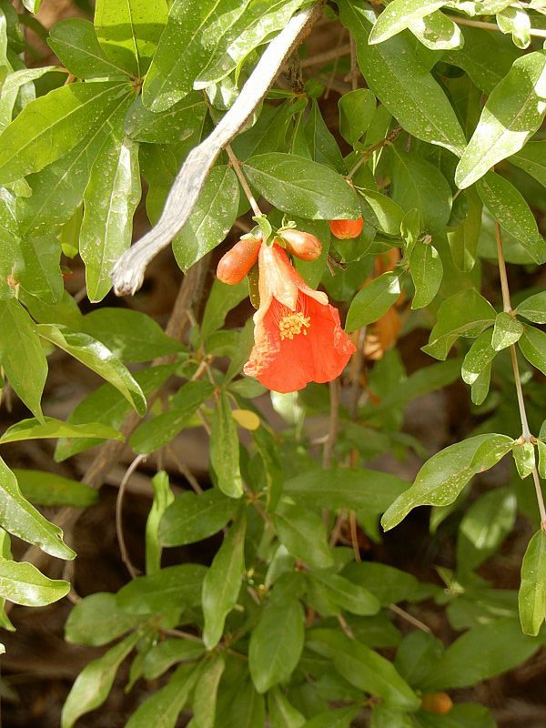 Flower of the Pomegranate Tree