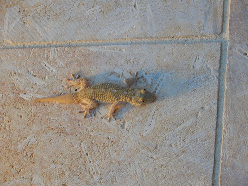 The First Gozo Occupant to Greet Us