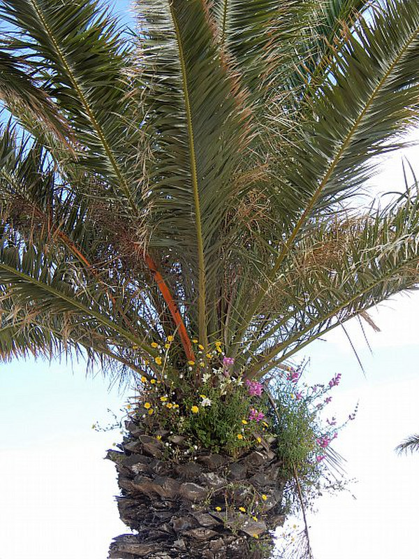 Love The Plants/Flowers Growing in the Palm