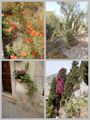 Enjoying the Flora in Taormina
