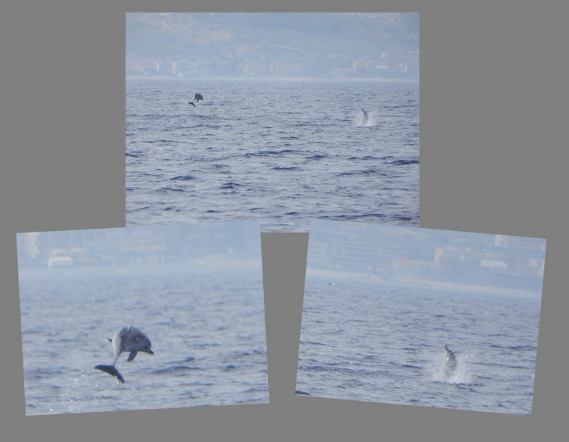 Dolphins Jumping Always Make Us Happy!