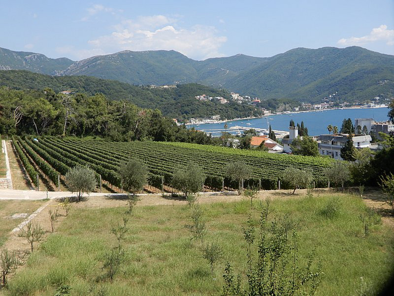 A Beautiful Location for a Vineyard