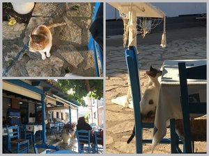 Cats Are A Common Sight Here in Trizonia
