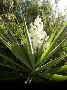 The Beauty of the Yucca Plant