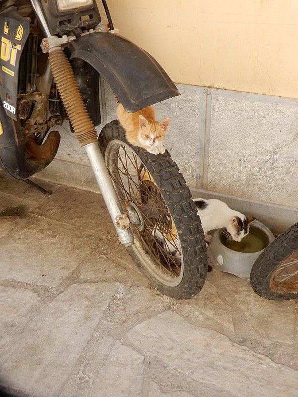 Cats Can Be Found Almost Anywhere!