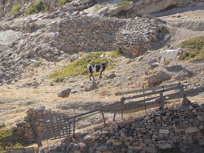 What Is A Greek Island Without Goats??