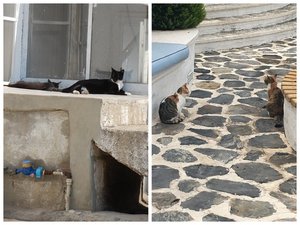 Just Like Other Countries, Cats Are Common Here Too