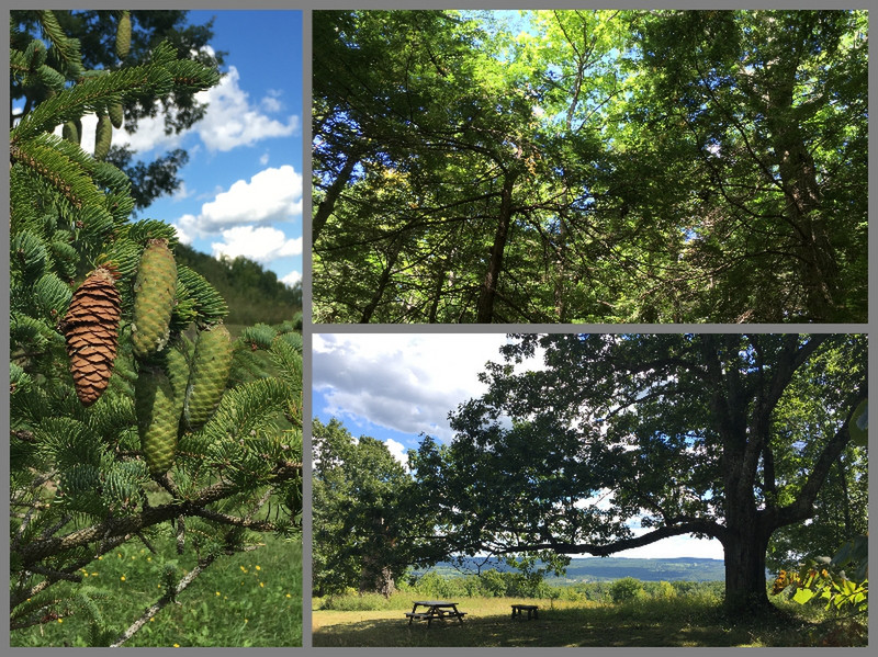 Another Day Trip - Hiking Around Landis Arboretum