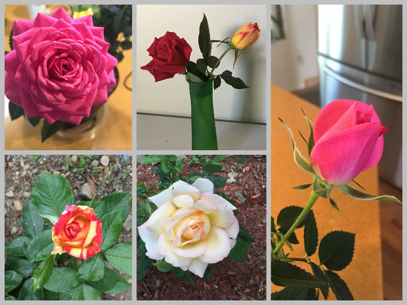 Bob Loves Growing Roses and We Enjoy in the House