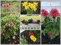 Just a Few of the Flowers in the Gardens