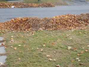 Back In Time for Fall Raking - Oh Boy!