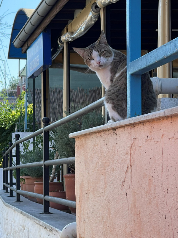 Every Country We Visit Seems to Have Lots of Cats
