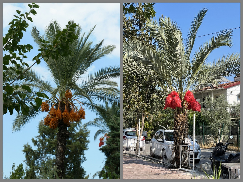 Many Date Palms Are Seen Here in Fethiye
