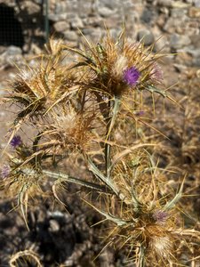 The Thistle Were In Bloom