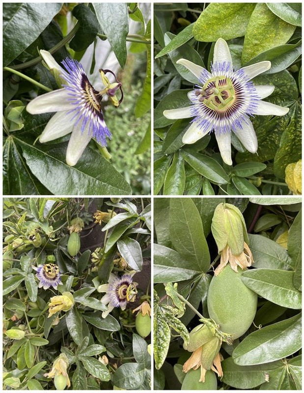 Impressive Passionfruit Seen on Our Walk Here
