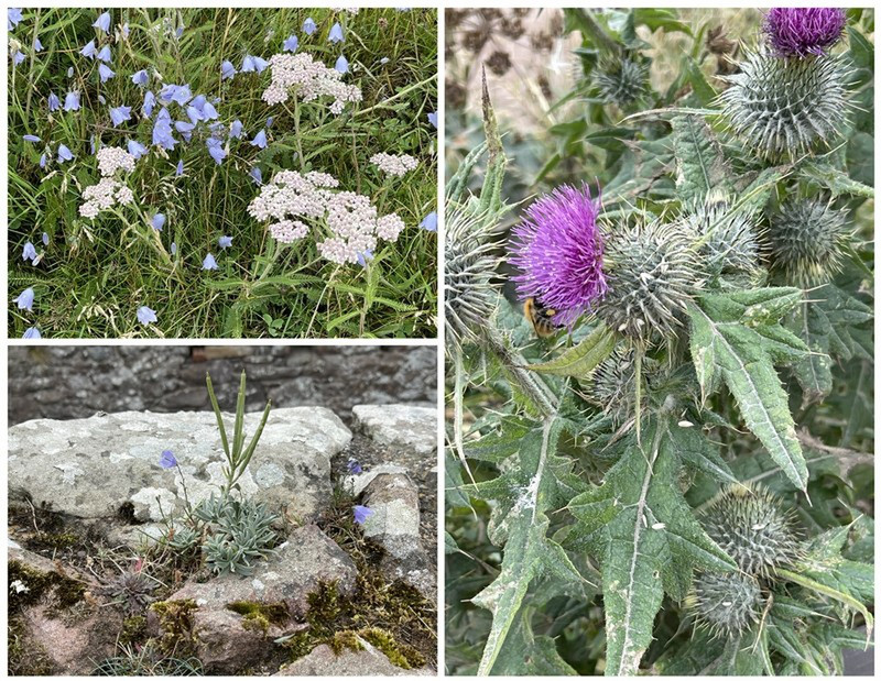 Some of the Flora Seen at the Castle