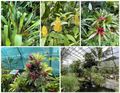 A Few of the Many Seen in Duthie Winter Garden