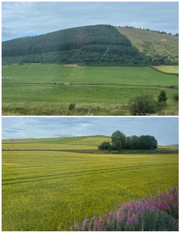 Planted Trees and Agricultural Fields on the Way to Forres