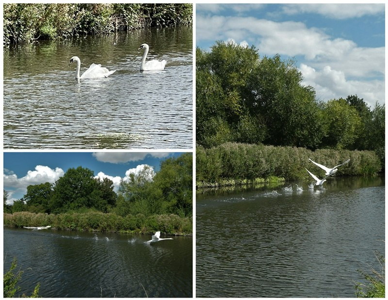 Numerous Swans in the Area As Well