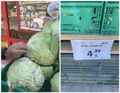 Cabbage Are Large & Only 29 Cents Per Kilo!