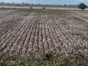 Unfortunately Never Got a Good Shot of the Cotton Fields