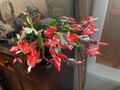 Our Thanksgiving Cactus Bloomed On Time!