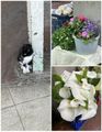Lovely Flowers at the Market and Always Cats