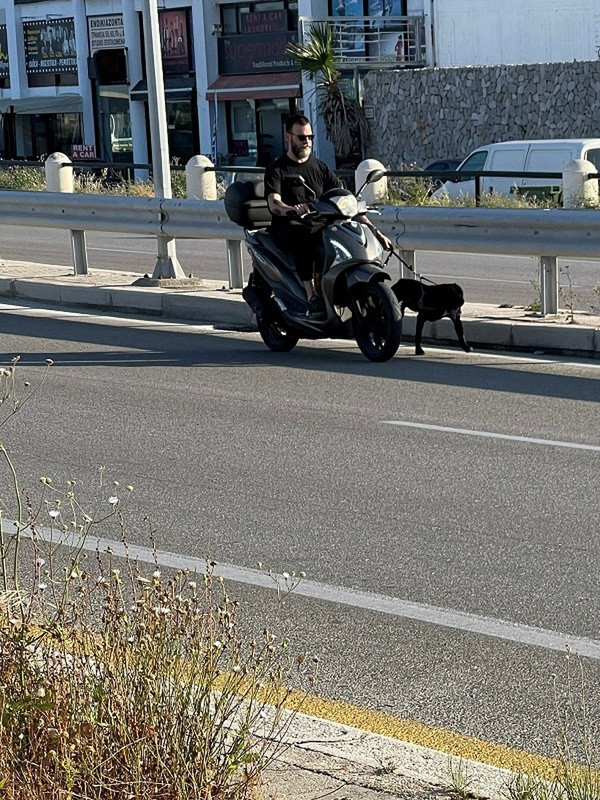 Yes, This Dog Was Running Next to the Scooter